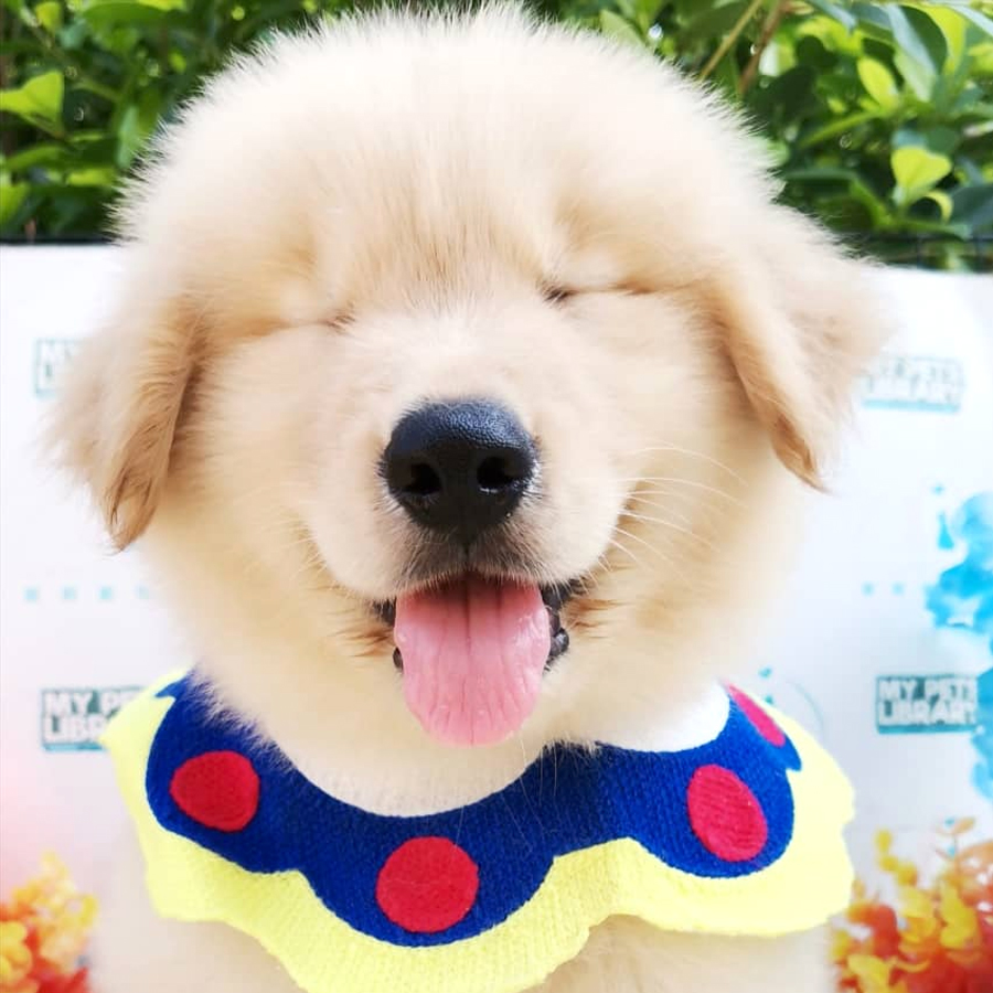 Golden Retriever Puppy (Male) For Sale
