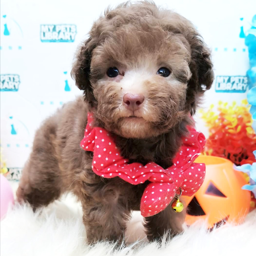 Tiny Teacup Poodle Puppy For Sale