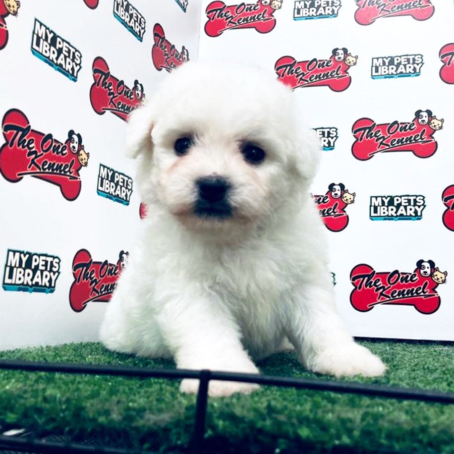 Bichon Frise Puppy (Male) For Sale