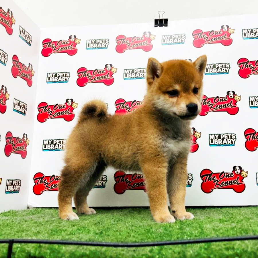 Shiba Inu Puppy For Sale