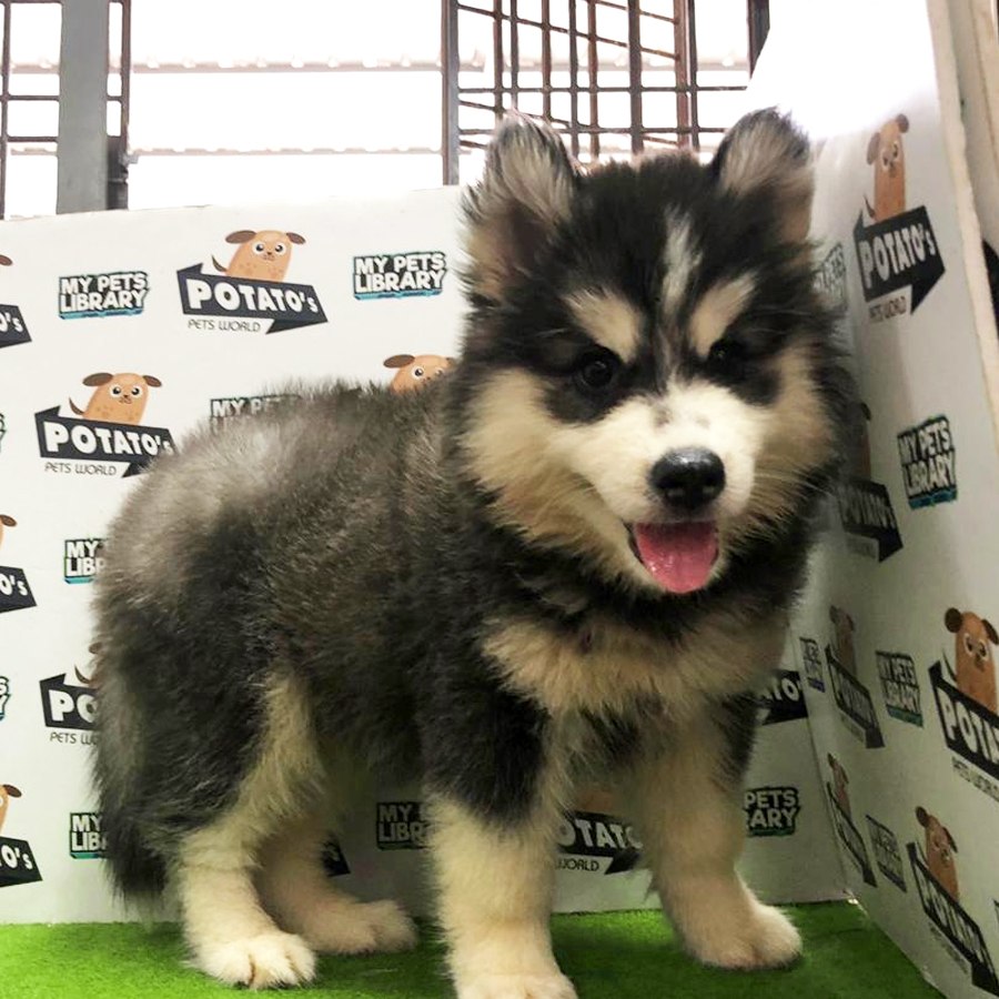 Wooly Husky Puppy For Sale
