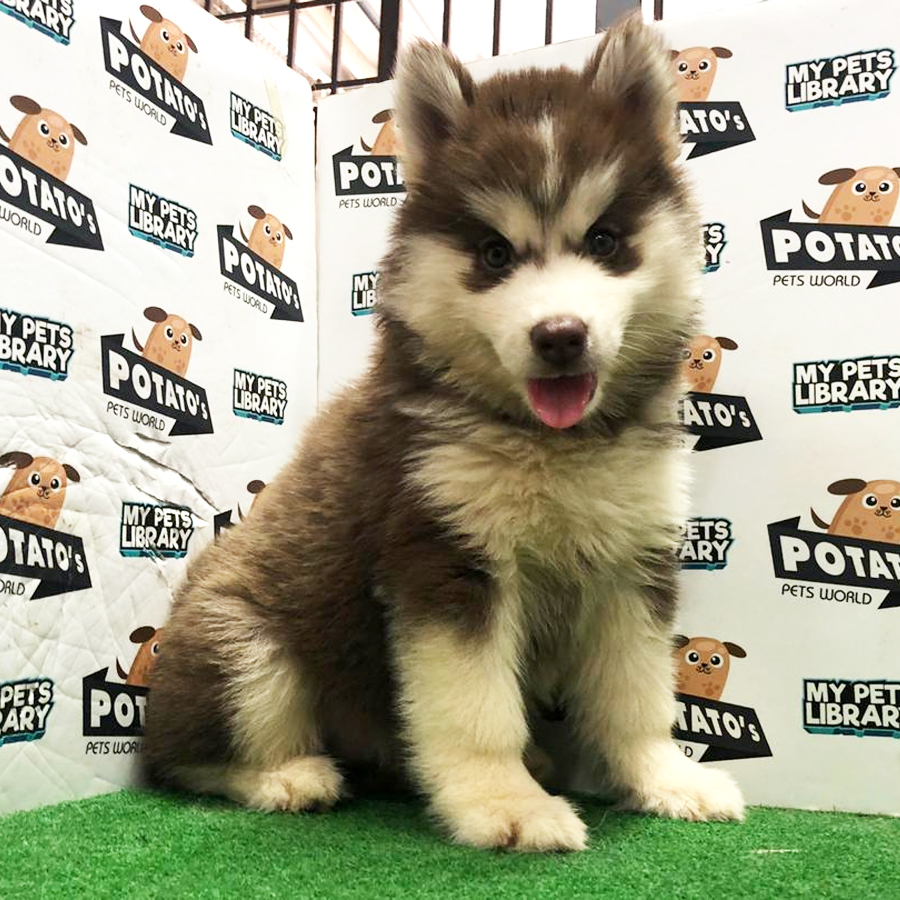 Wooly Husky Puppy For Sale