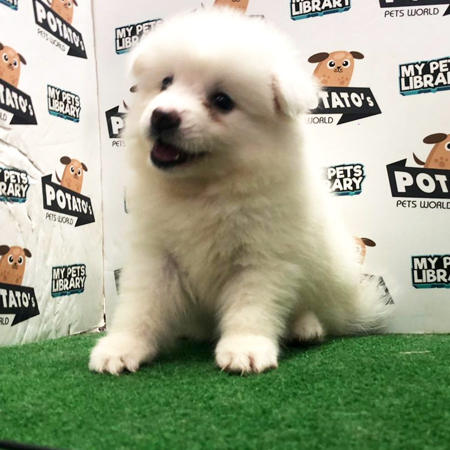 Japanese Spitz Puppy For Sale
