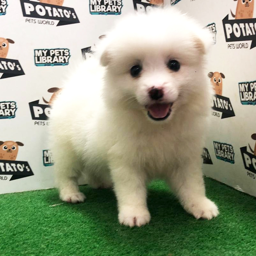 Japanese Spitz Puppy For Sale