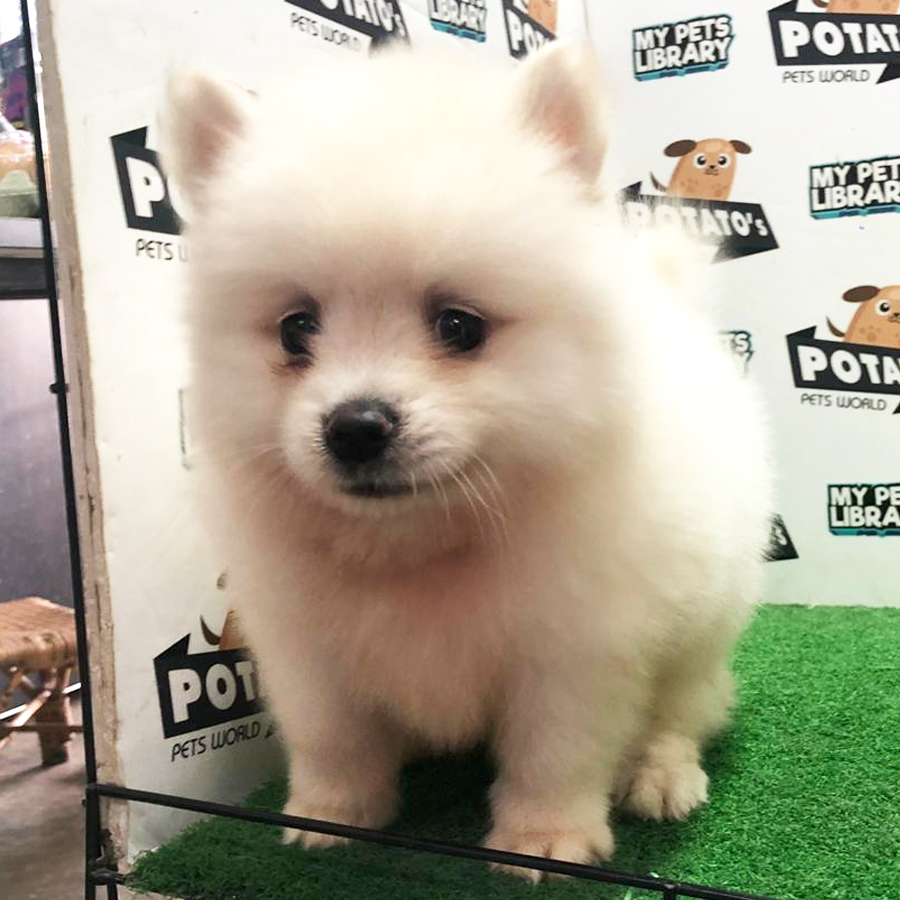 Pomeranian Puppy (Male) For Sale