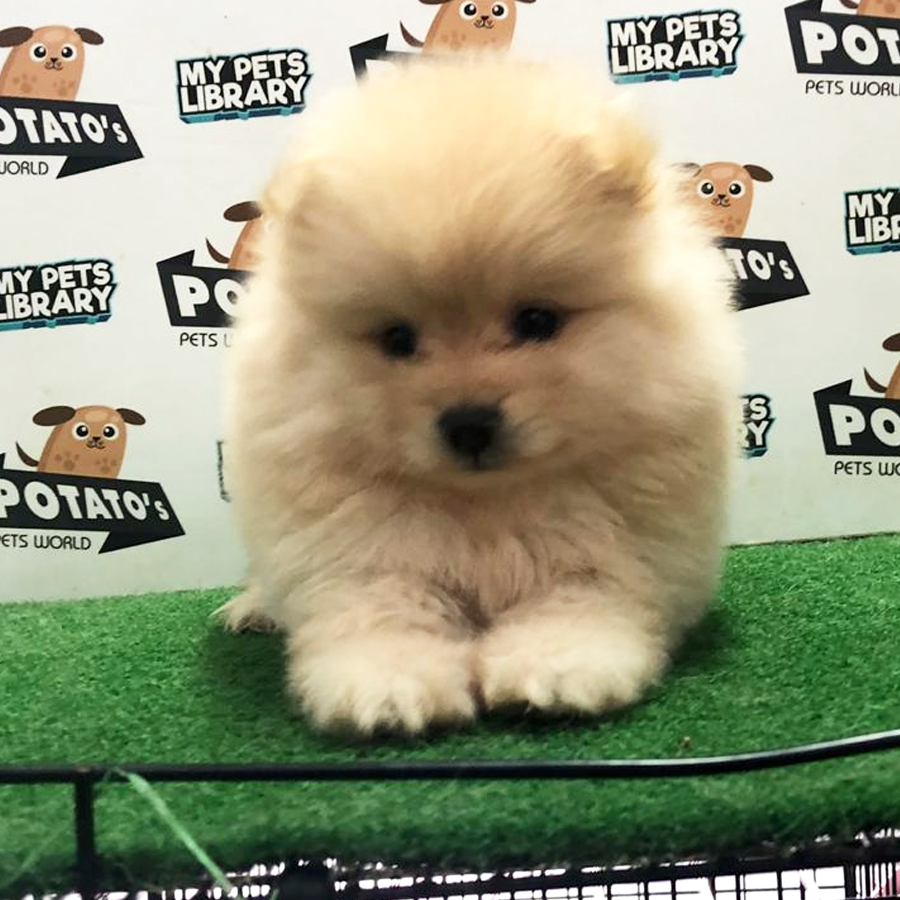 Pomeranian Puppy (Male) For Sale