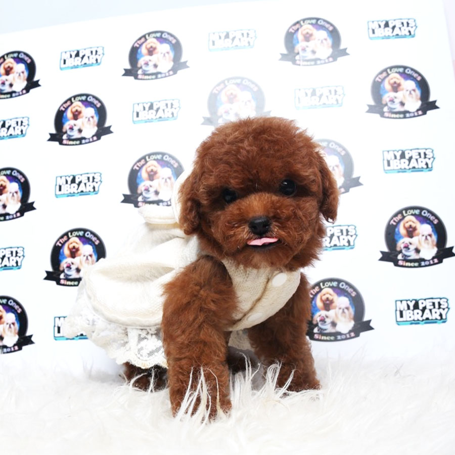 Tiny Toy Poodle Puppy ( Female ) For Sale