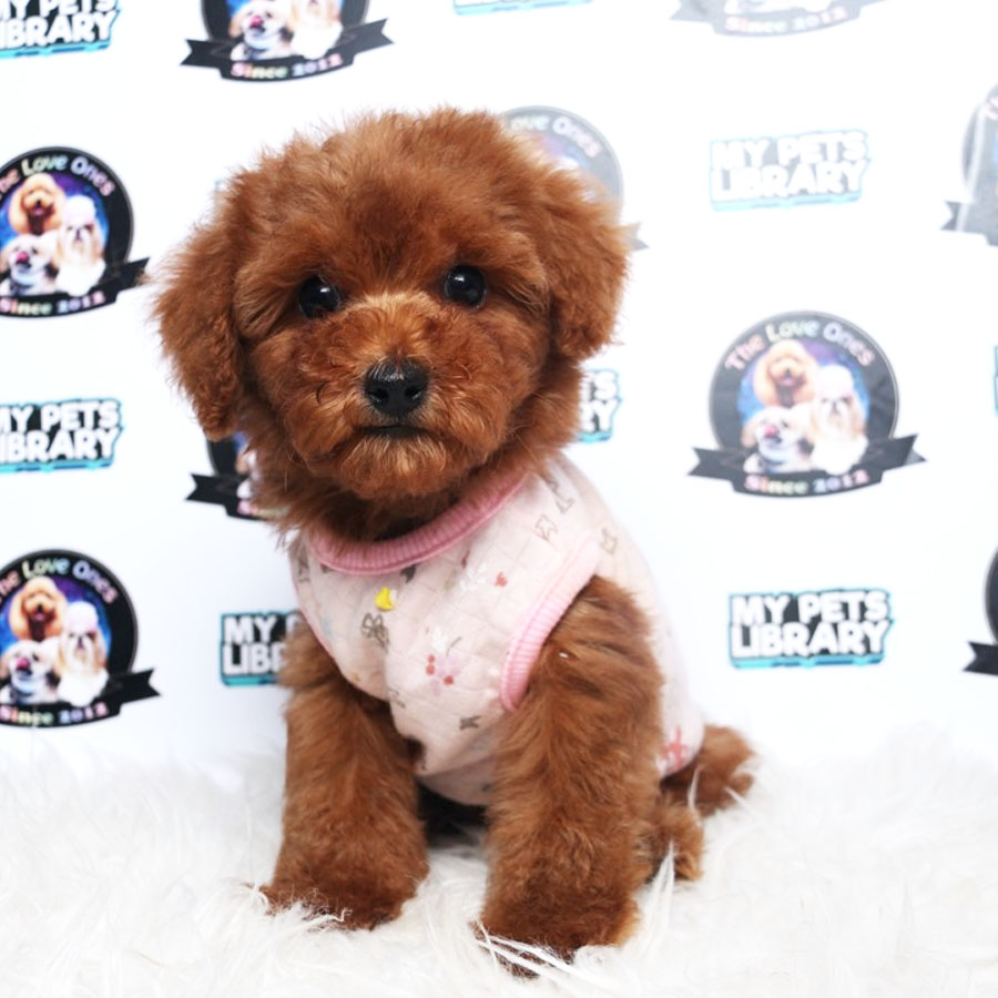 Tiny Toy Poodle Puppy ( Female ) For Sale
