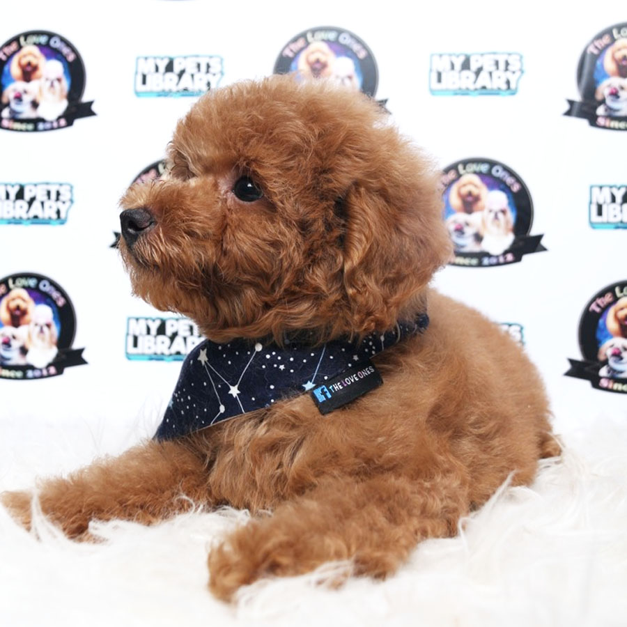 Tiny Toy Poodle Puppy ( Male ) For Sale
