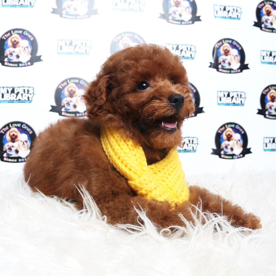 Tiny Toy Poodle Puppy ( Male ) For Sale