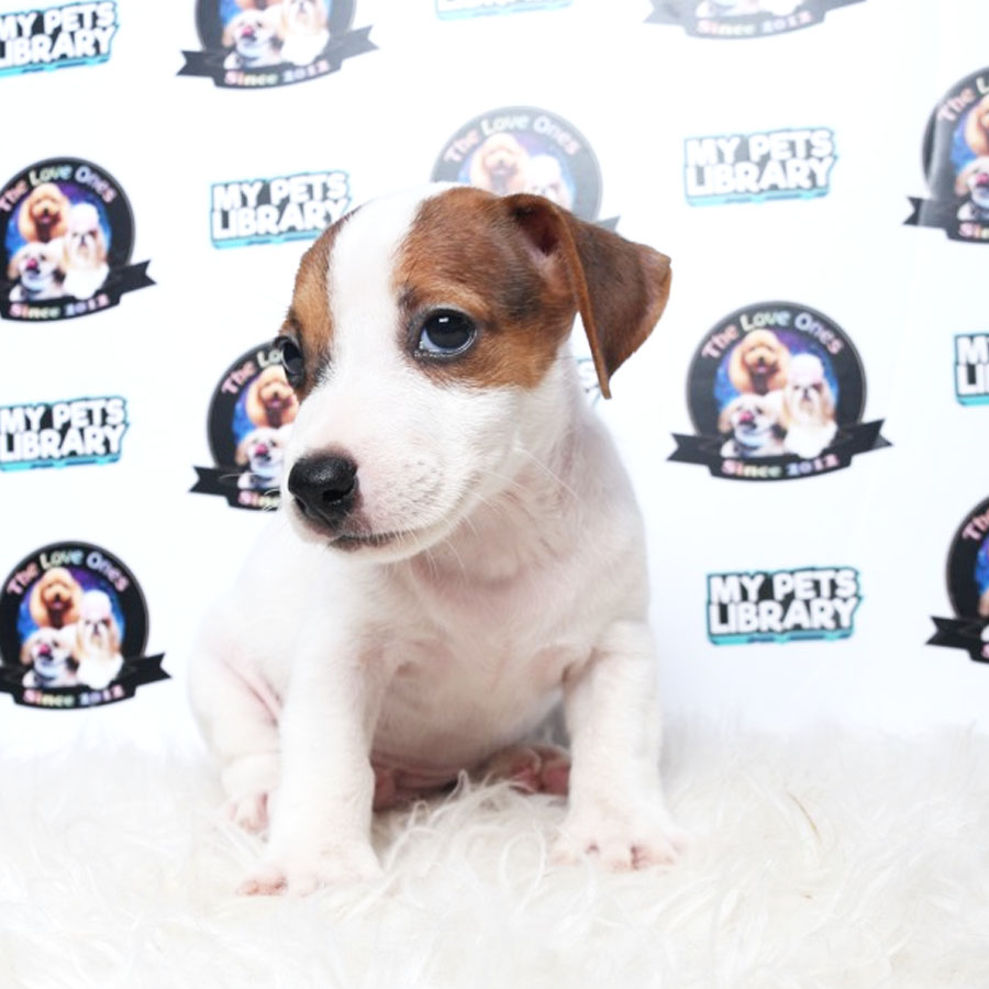 Jack Russell Puppy For Sale