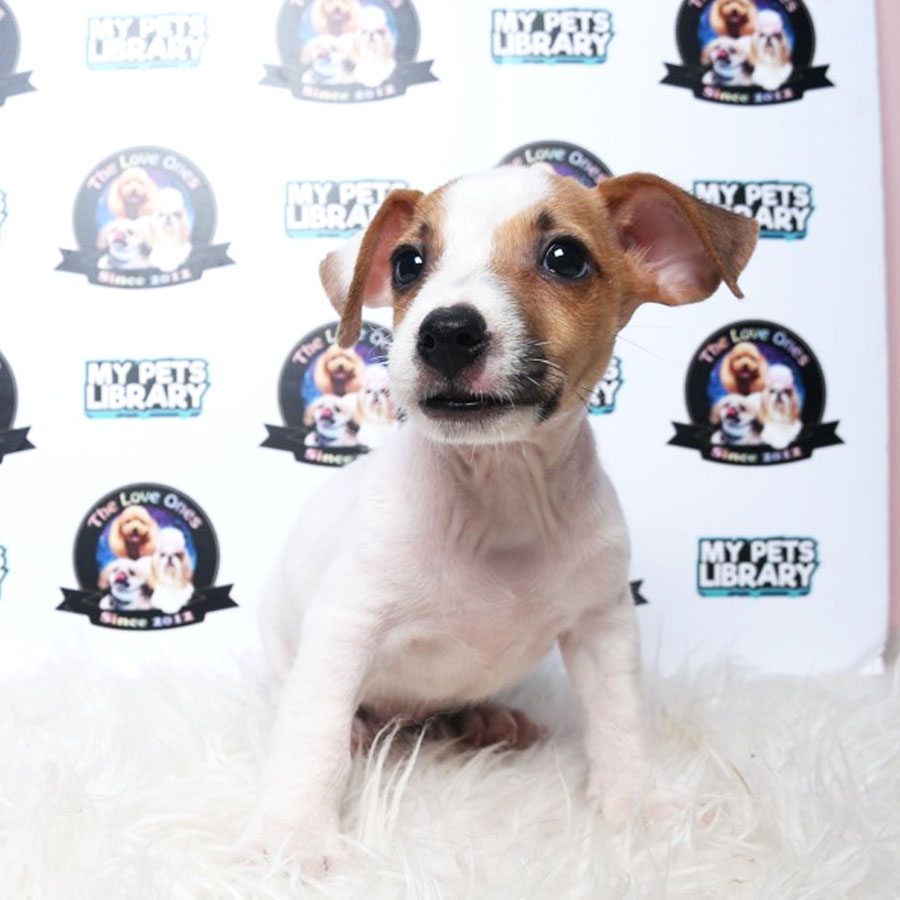 Jack Russell Puppy For Sale