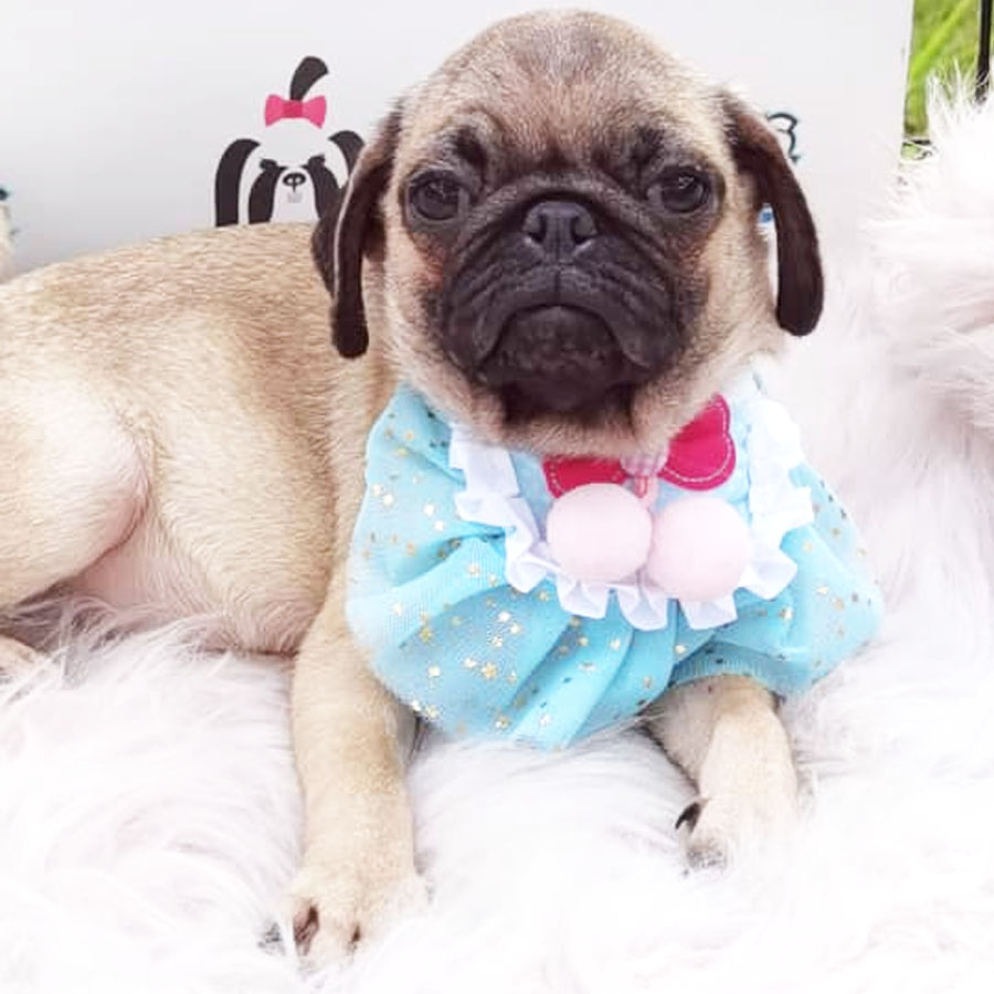 Pug Puppy (Female) For Sale