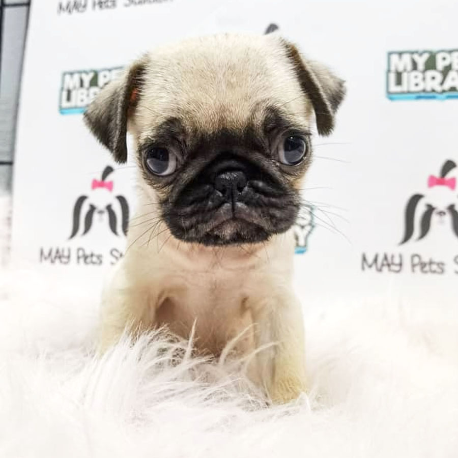 Pug Puppy (Female) For Sale