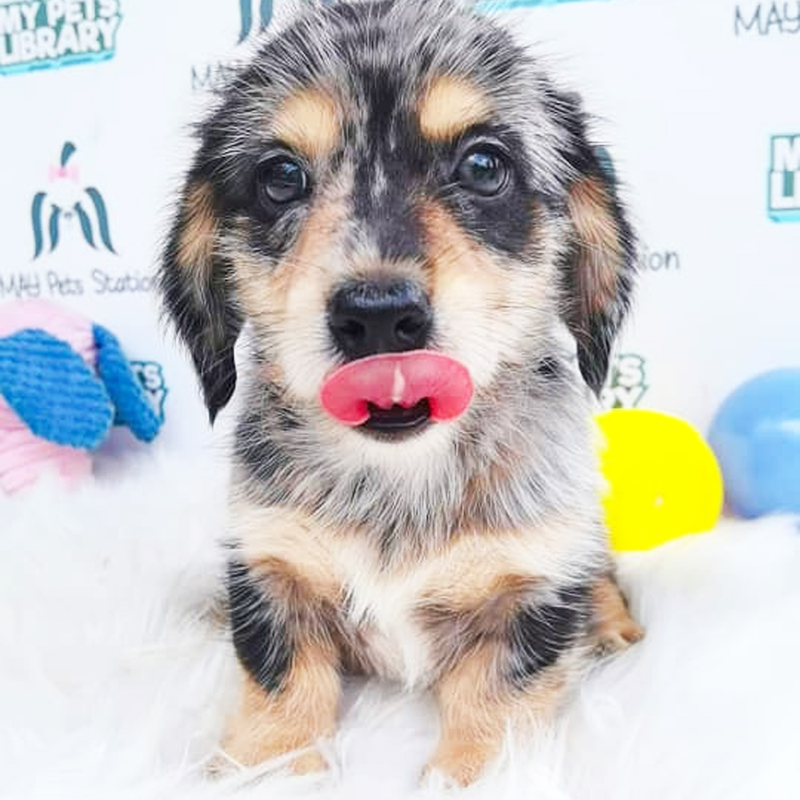 Dachshund (Long Coat) Puppy For Sale