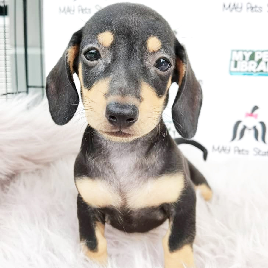 Dachshund Puppy For Sale