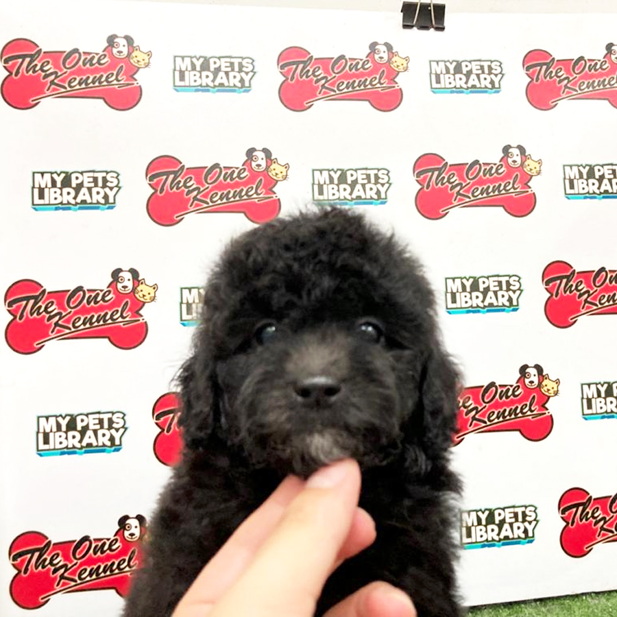 Toy Poodle Puppy (Male) For Sale