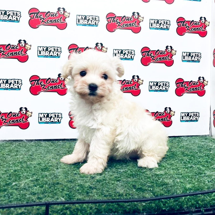 Maltipoo Puppy For Sale