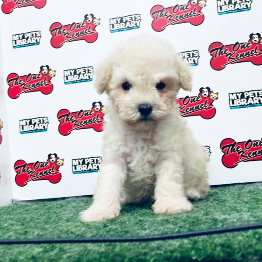 Tiny  Poodle Puppy (Male) For Sale