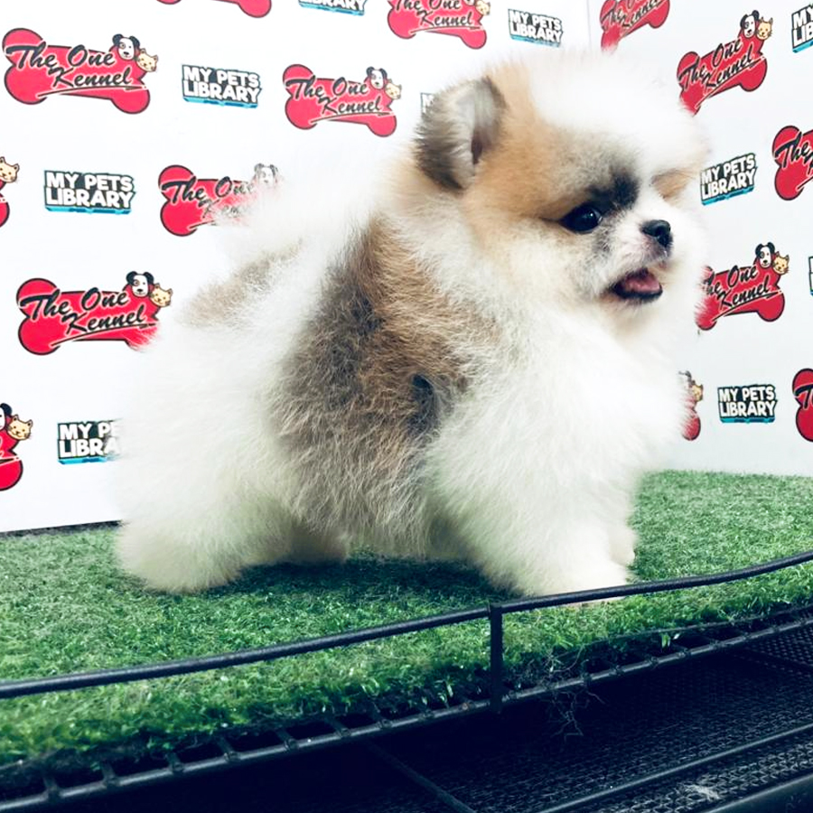 Pomeranian Puppy (Male) For Sale