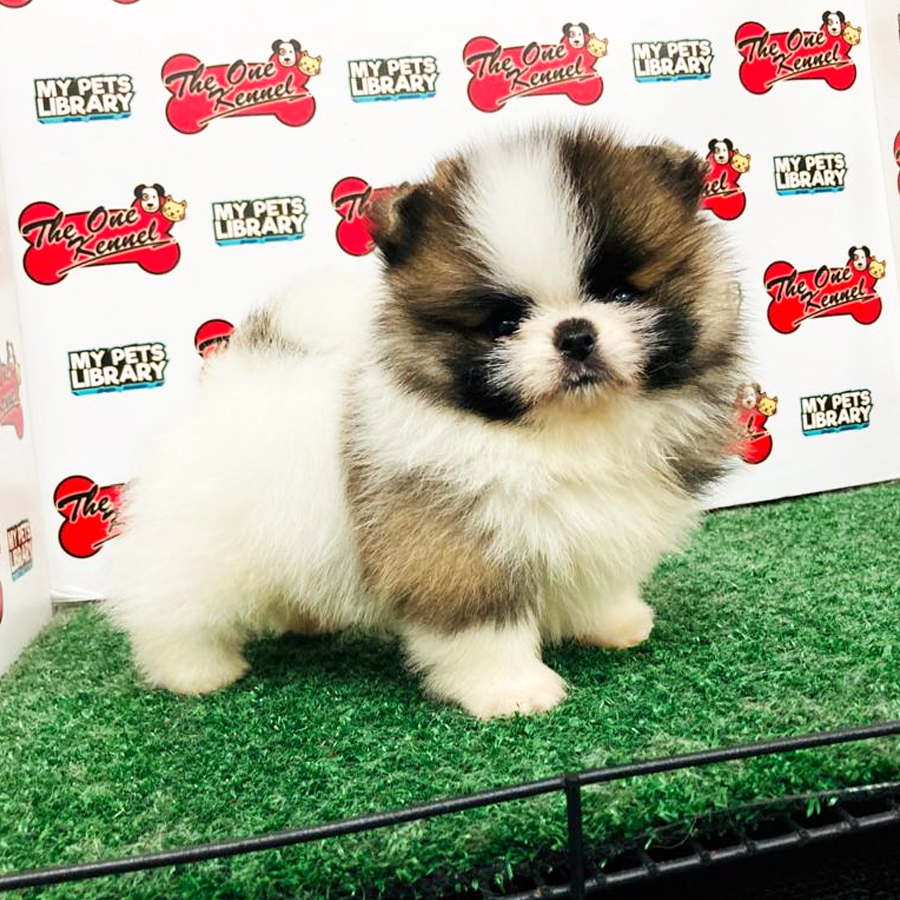 Pomeranian Puppy (Male) For Sale