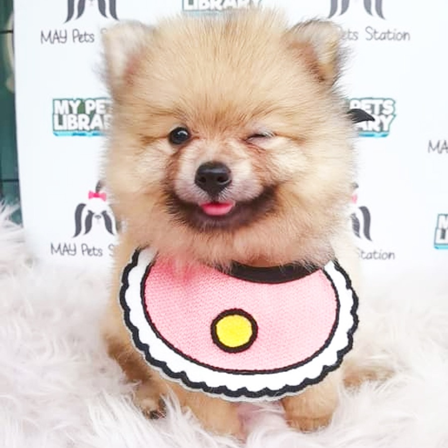 Pomeranian Puppy (Female) For Sale