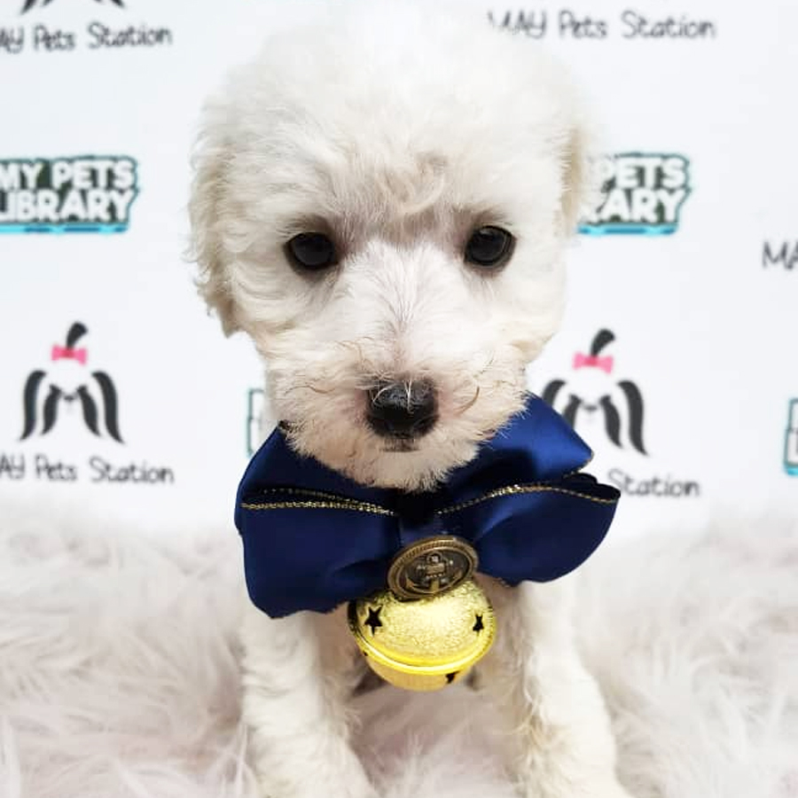 Tiny Toy Poodle Puppy ( Male ) For Sale