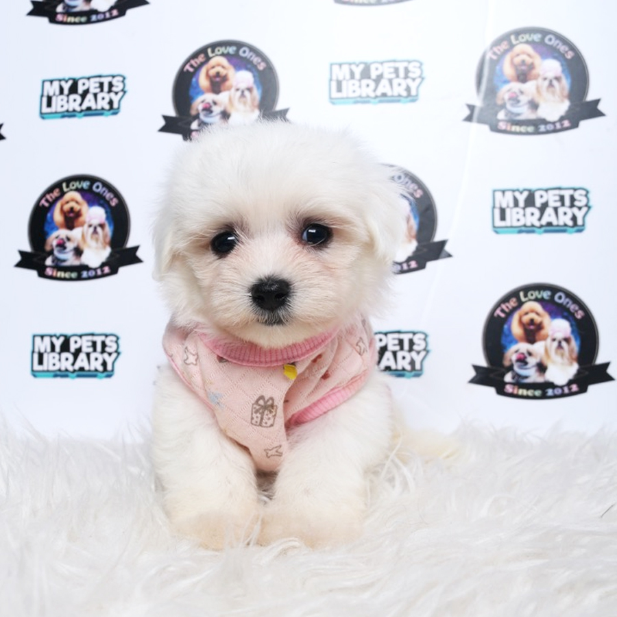Maltese Puppy (Female) For Sale