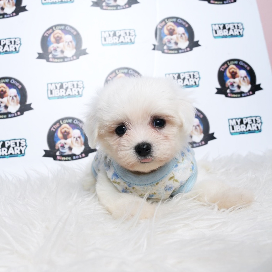 Maltese Puppy (Male) For Sale