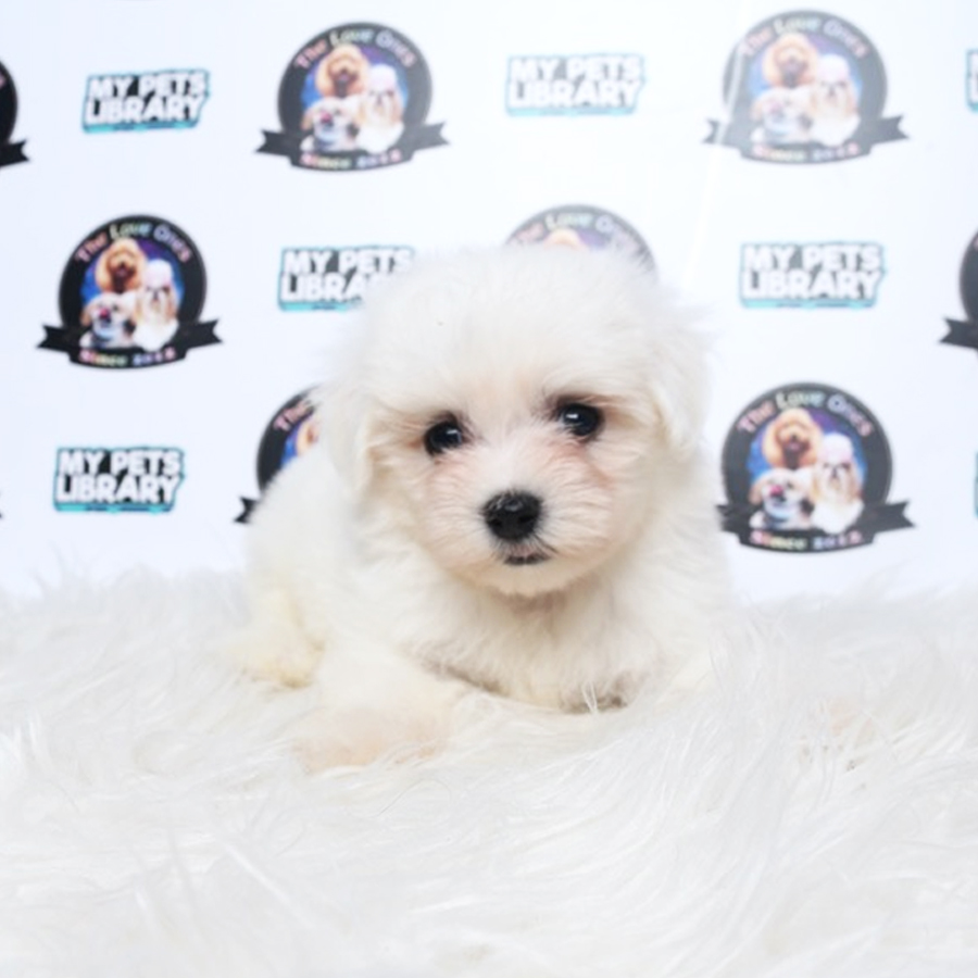 Maltese Puppy (Male) For Sale
