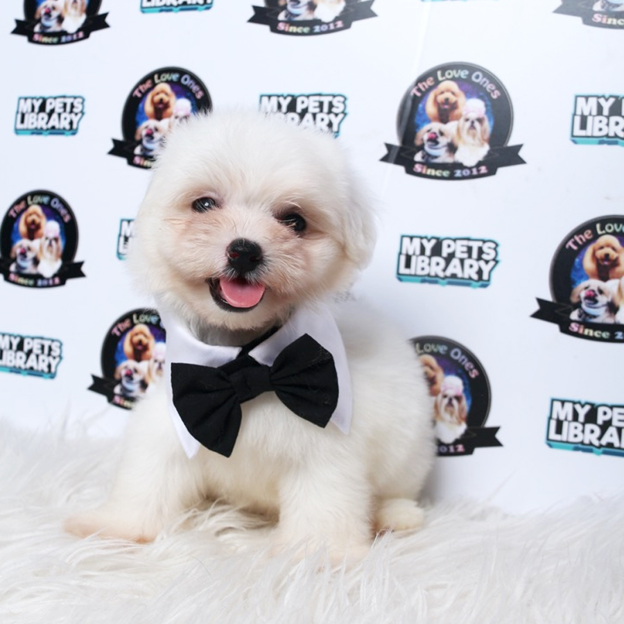 Maltese Puppy (Male) For Sale