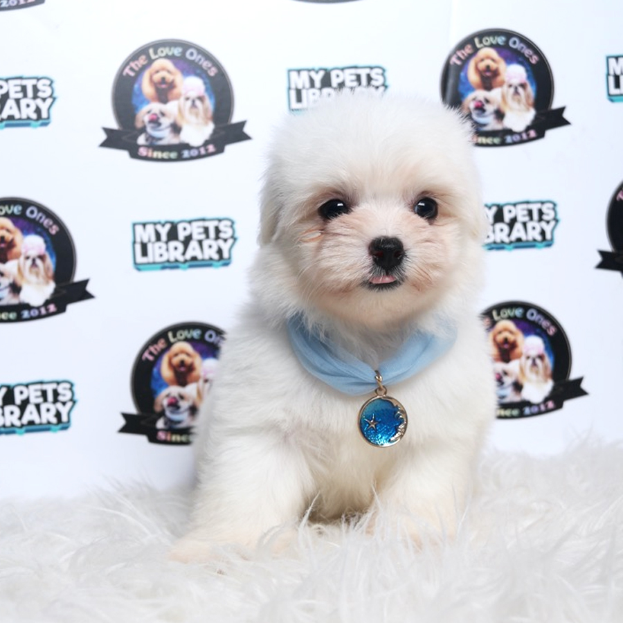 Maltese Puppy (Male) For Sale