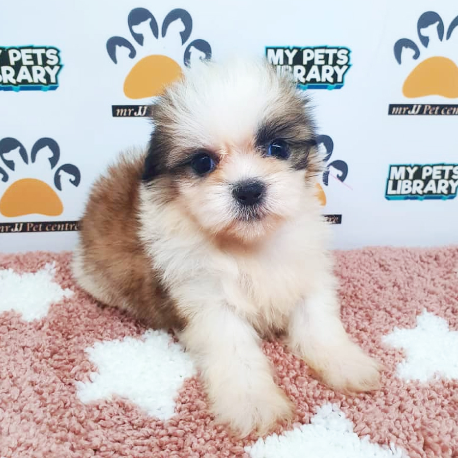 Shih Tzu Puppy (Female) For Sale
