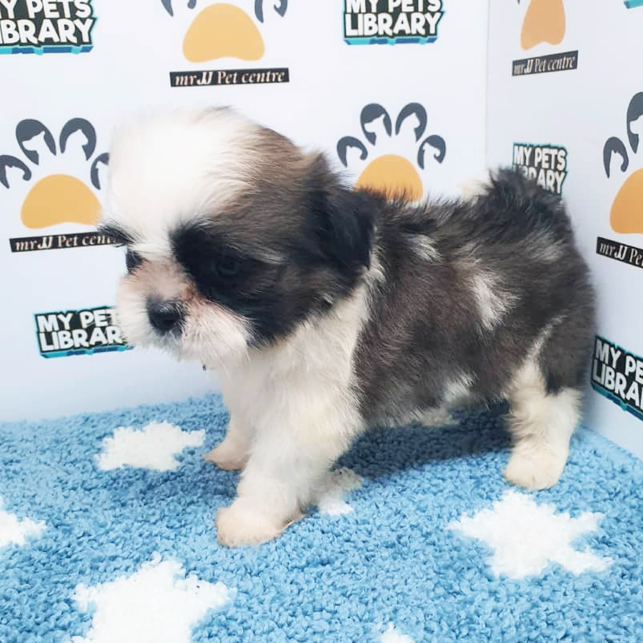 Shih Tzu Puppy (Male) For Sale