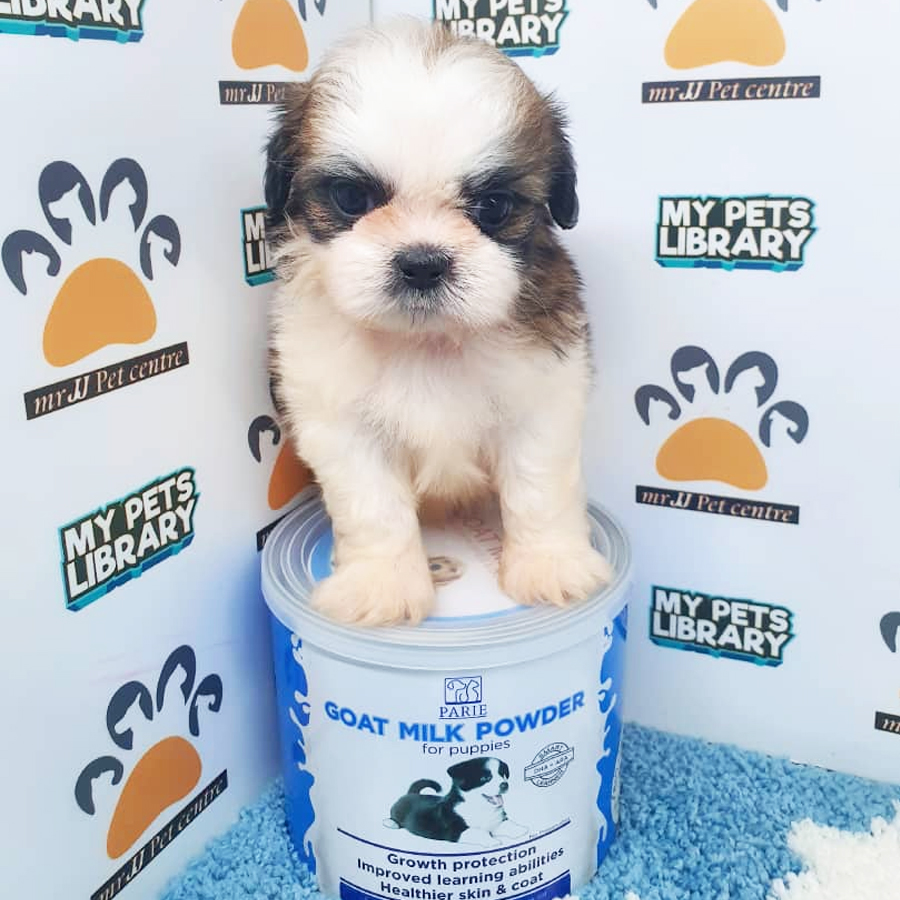 Shih Tzu Puppy (Male) For Sale