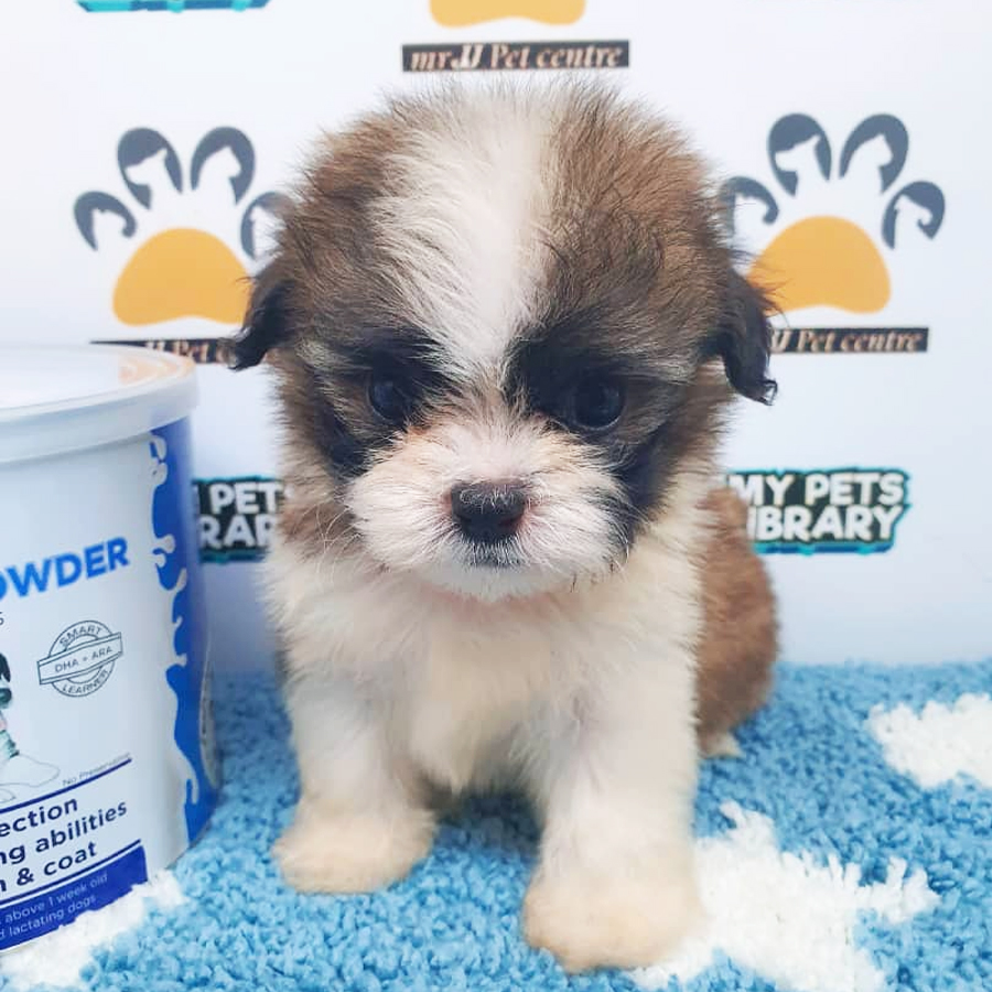 Shih Tzu Puppy (Male) For Sale