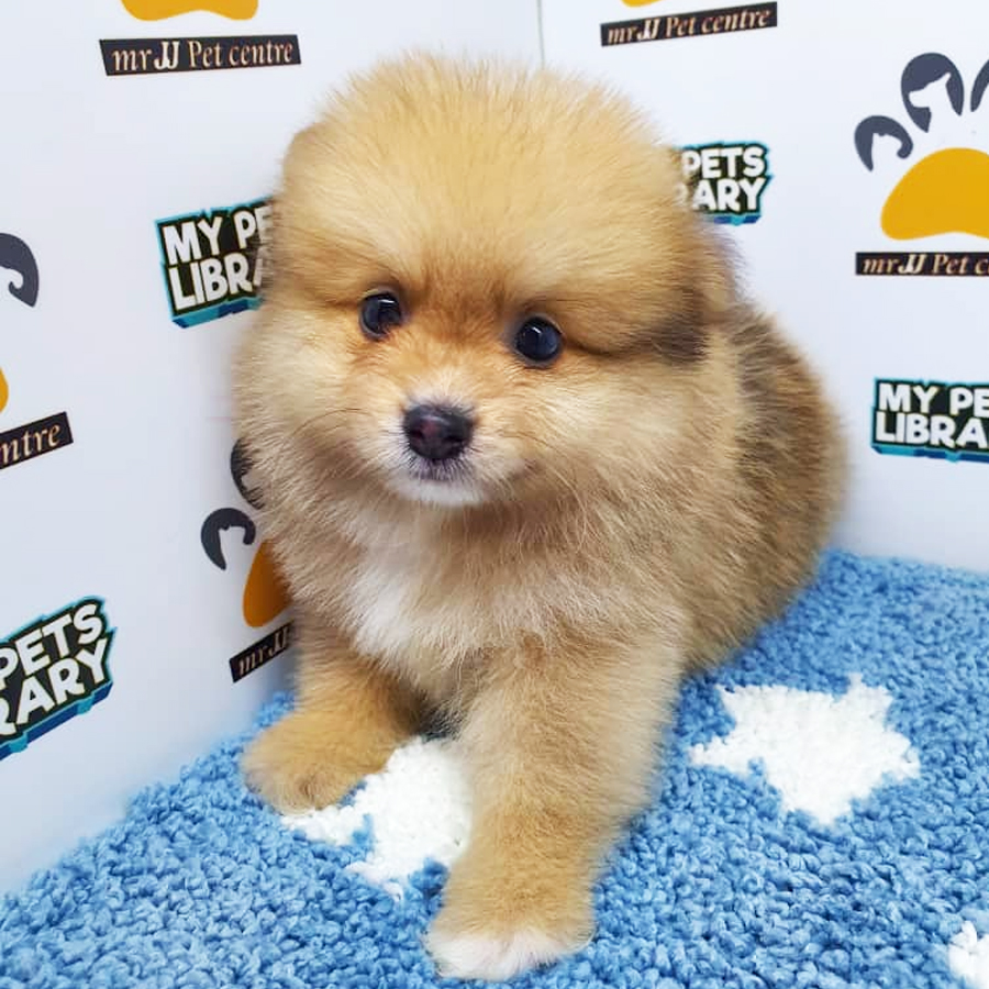 Pomeranian Puppy (Male) For Sale