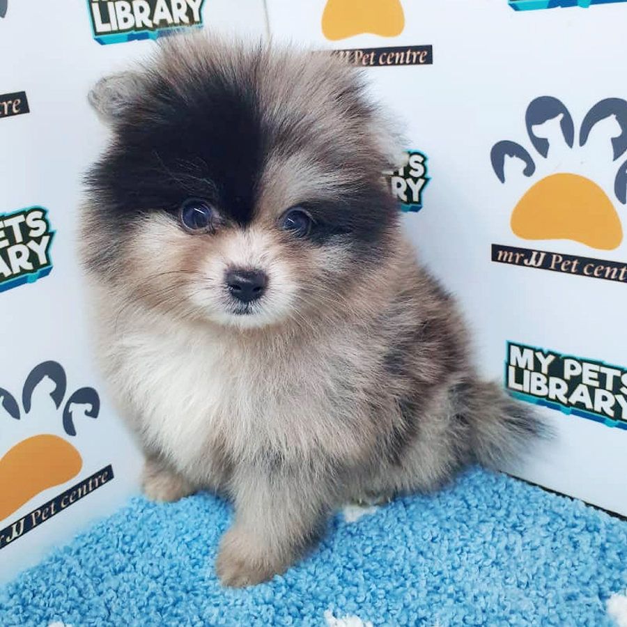 Pomeranian Puppy (Male) For Sale