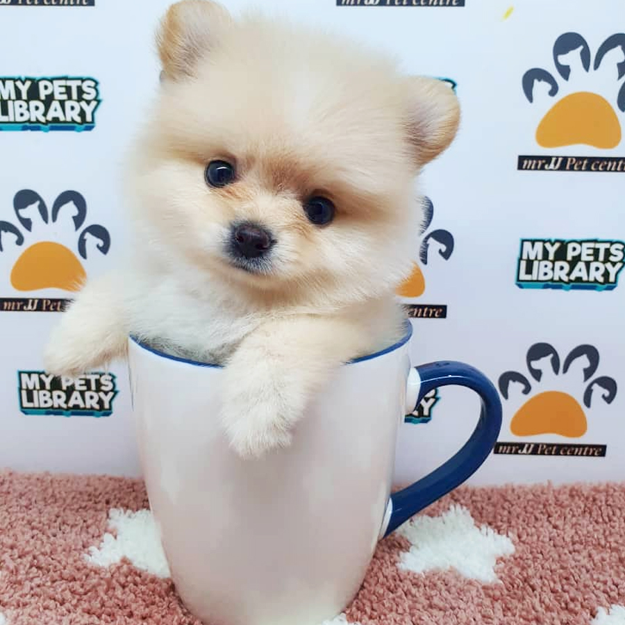 Pomeranian Puppy (Female) For Sale