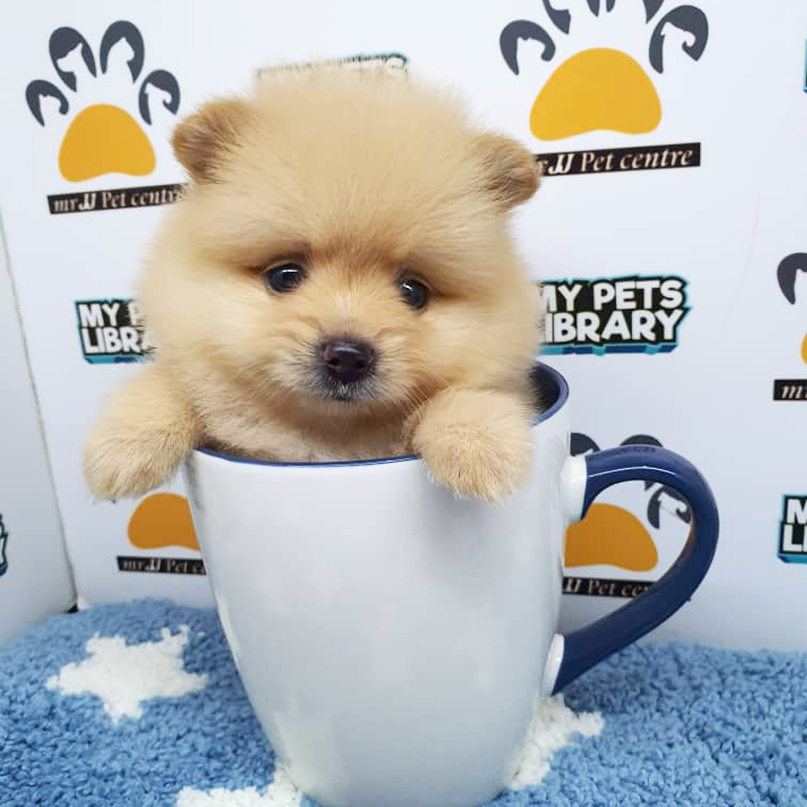 Pomeranian Puppy (Male) For Sale