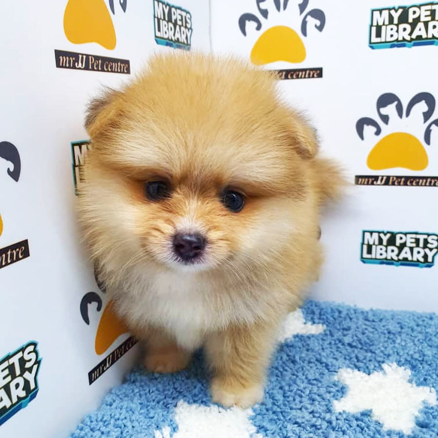 Pomeranian Puppy (Male) For Sale