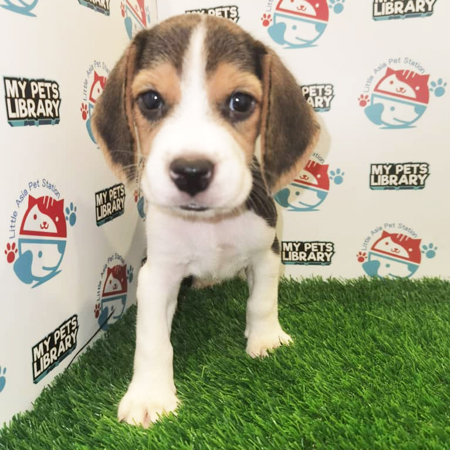 Beagle Puppy (Male) For Sale