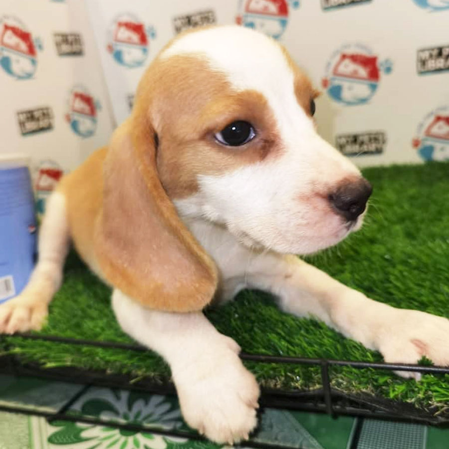 Beagle Puppy (Female) For Sale