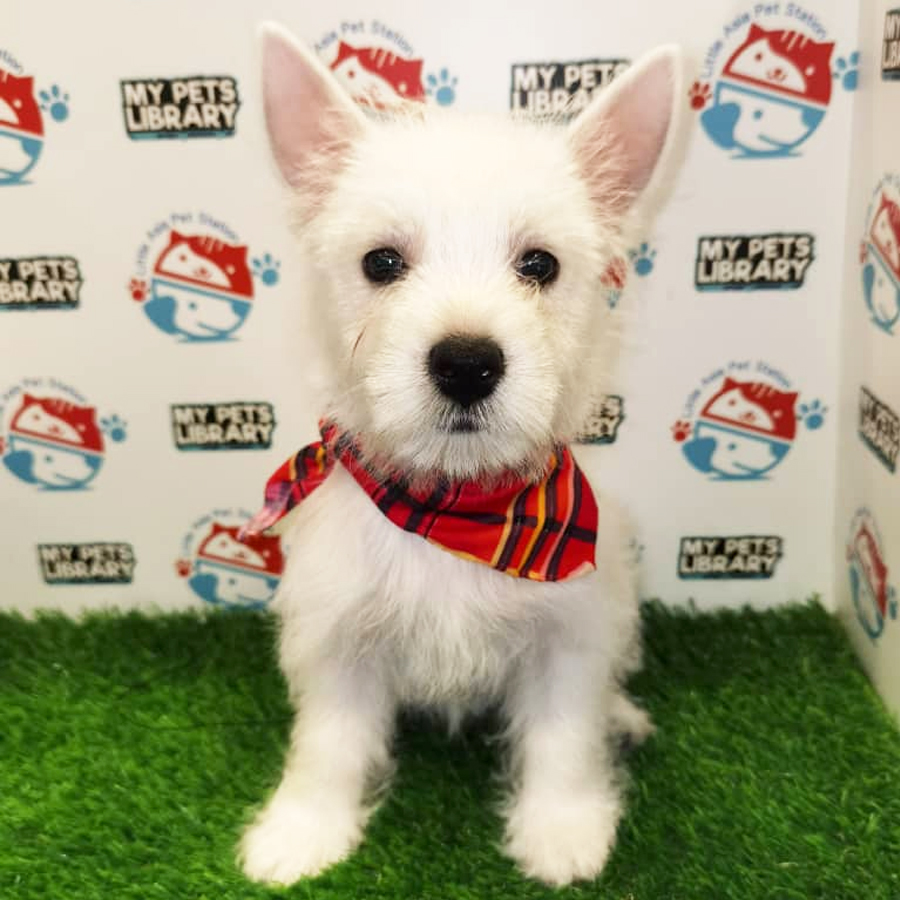 West Highland White Terrier Puppy (Female) For Sale