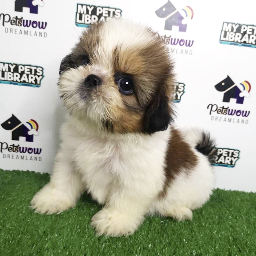 Shih Tzu Puppy (Female) For Sale