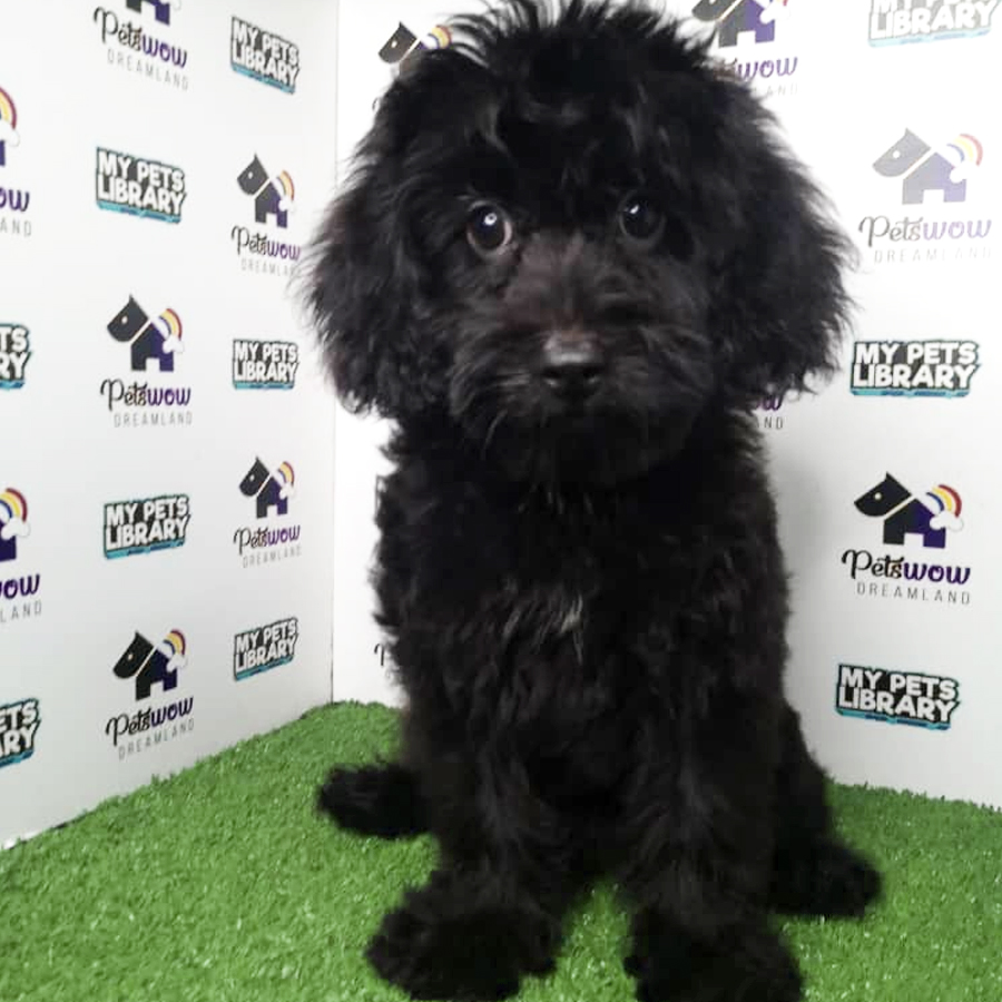Toy Poodle Puppy (Male) For Sale