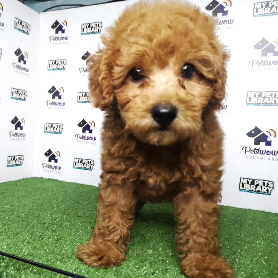 Toy Poodle Puppy (Male) For Sale