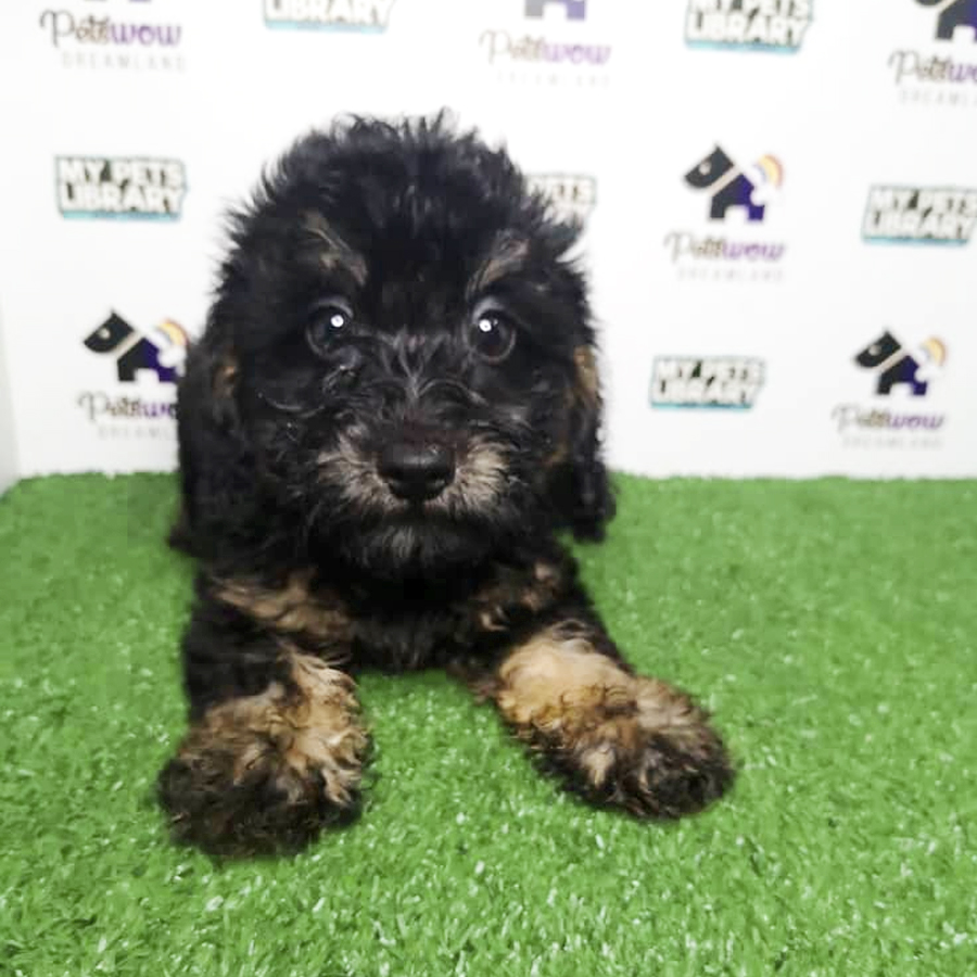 Toy Poodle Puppy (Female) For Sale