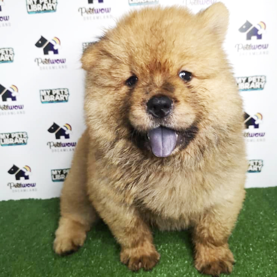 Chow Chow Puppy For Sale