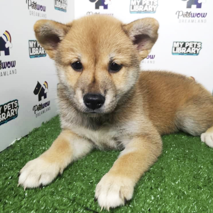 Shiba Inu Puppy For Sale